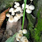 pored ghost bonnet