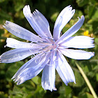 Achicoria