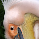 Great White Pelican