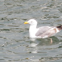 Sea Gull