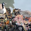 Canada Geese (Nesting)