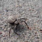Crab Spider