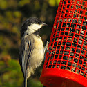 Black-capped Chickadee