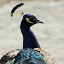 Indian peafowl