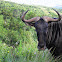 Wildebeest