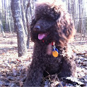 Miniature Poodle