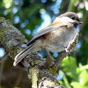 Chestnut backed chickadee