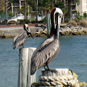 Brown Pelican