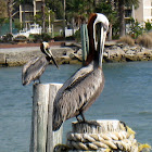 Brown Pelican