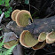 Stereum ostrea