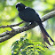 Racket-tailed Treepie