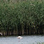 Red-crested Pochard; Pato Colorado