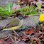 Yellow-rumped Thornbill