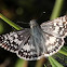 Common Checkered-Skipper