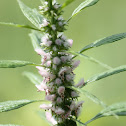 common motherwort