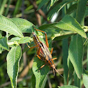 Eastern Lubber Grasshopper