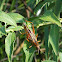Eastern Lubber Grasshopper
