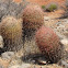 fish hook barrel cactus