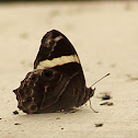 banded tree brown