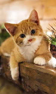 How to get Cute Cat Wallpapers Free patch 1.0 apk for bluestacks
