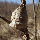 Praying Mantis Ootheca