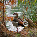 Egyptian Goose
