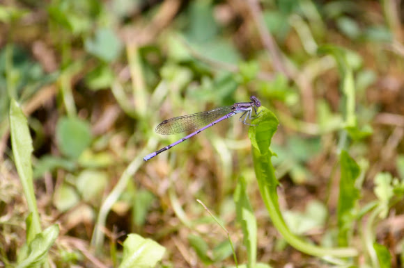 Spotting Image 1