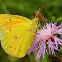 Clouded Sulphur