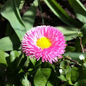 Daisy