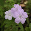 Wild Petunia