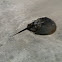 Horseshoe crab