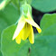 Yellow violet