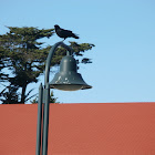Raven