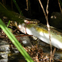 Viperine Water Snake