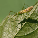 Assasin bug