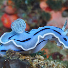 Chromodoris willani