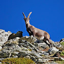 Alpine ibex