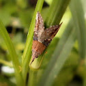 Moth