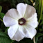 Tidal Wave® Petunia 'Silver'