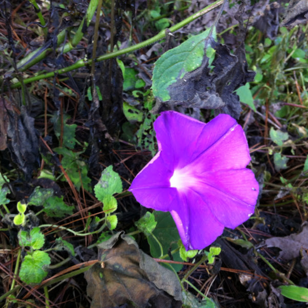 Tumba Vaqueros, QuiebraCajete, Morning Glory Project Noah