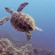 Hawksbill Turtle