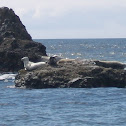 Harbor Seal