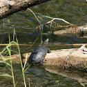 European pond turtle