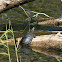 European pond turtle