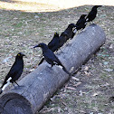 Pied Currawongs