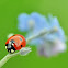Seven-spot ladybird