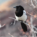 Black-Billed Magpie