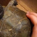 Three-Toed Box Turtle
