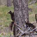 Abert Squirrel