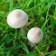 Unknown Mushroom